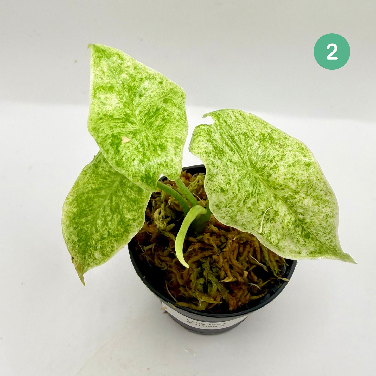 Alocasia Longiloba Mottled Variegata