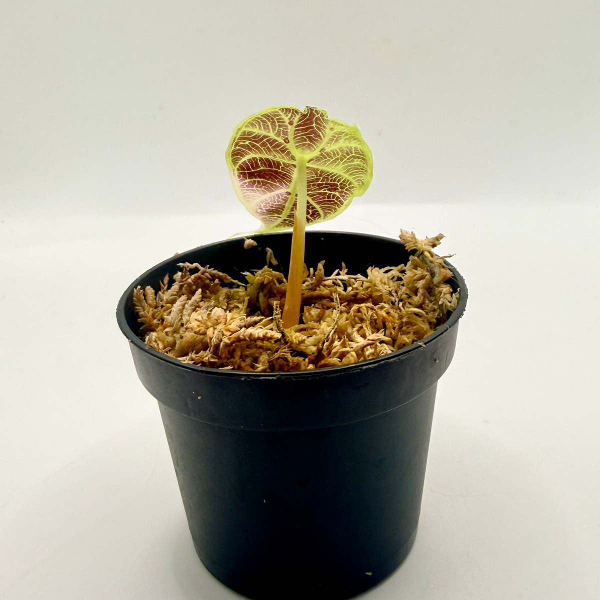 Alocasia Watsoniana Doff - Albo/Pink Variegata