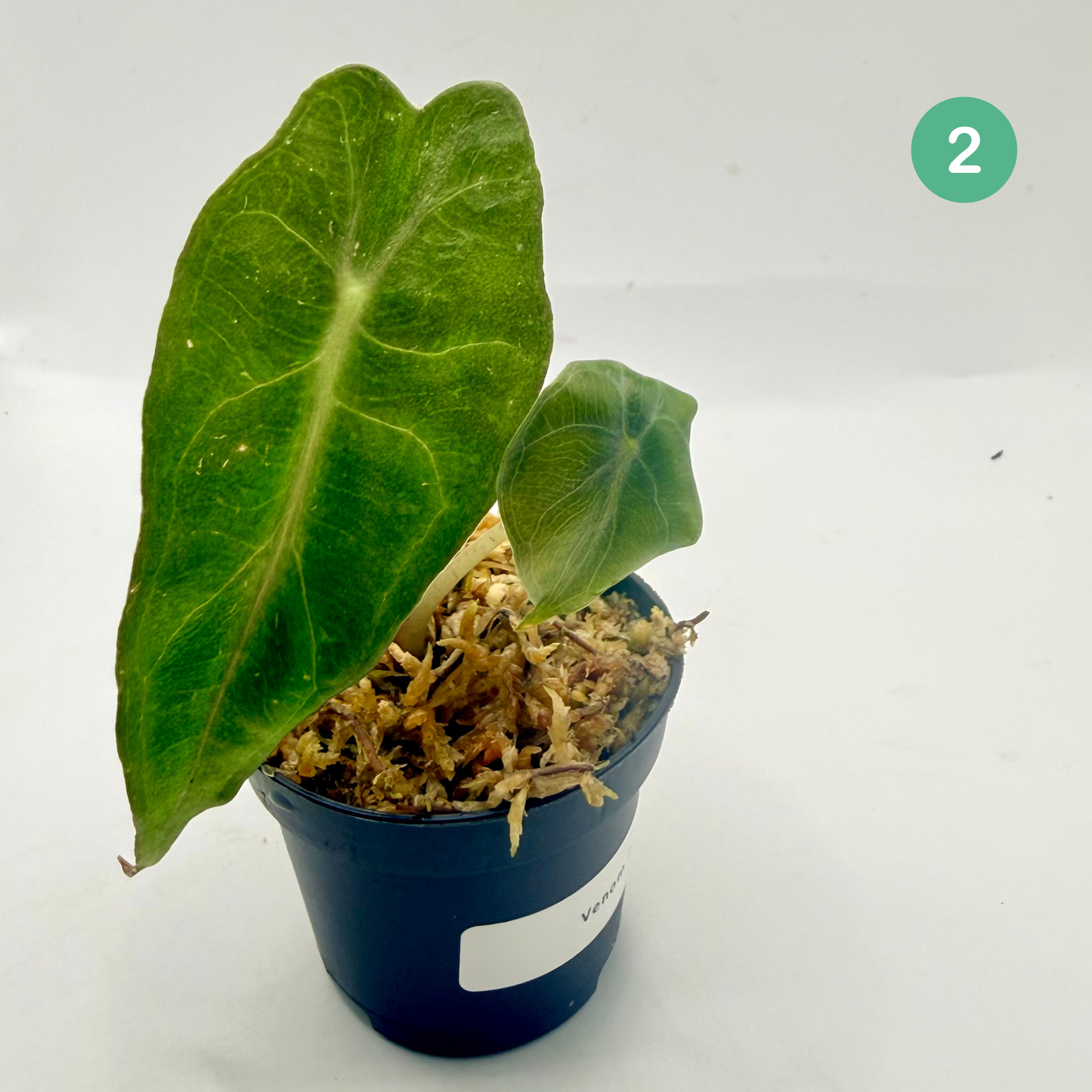 Alocasia Venom