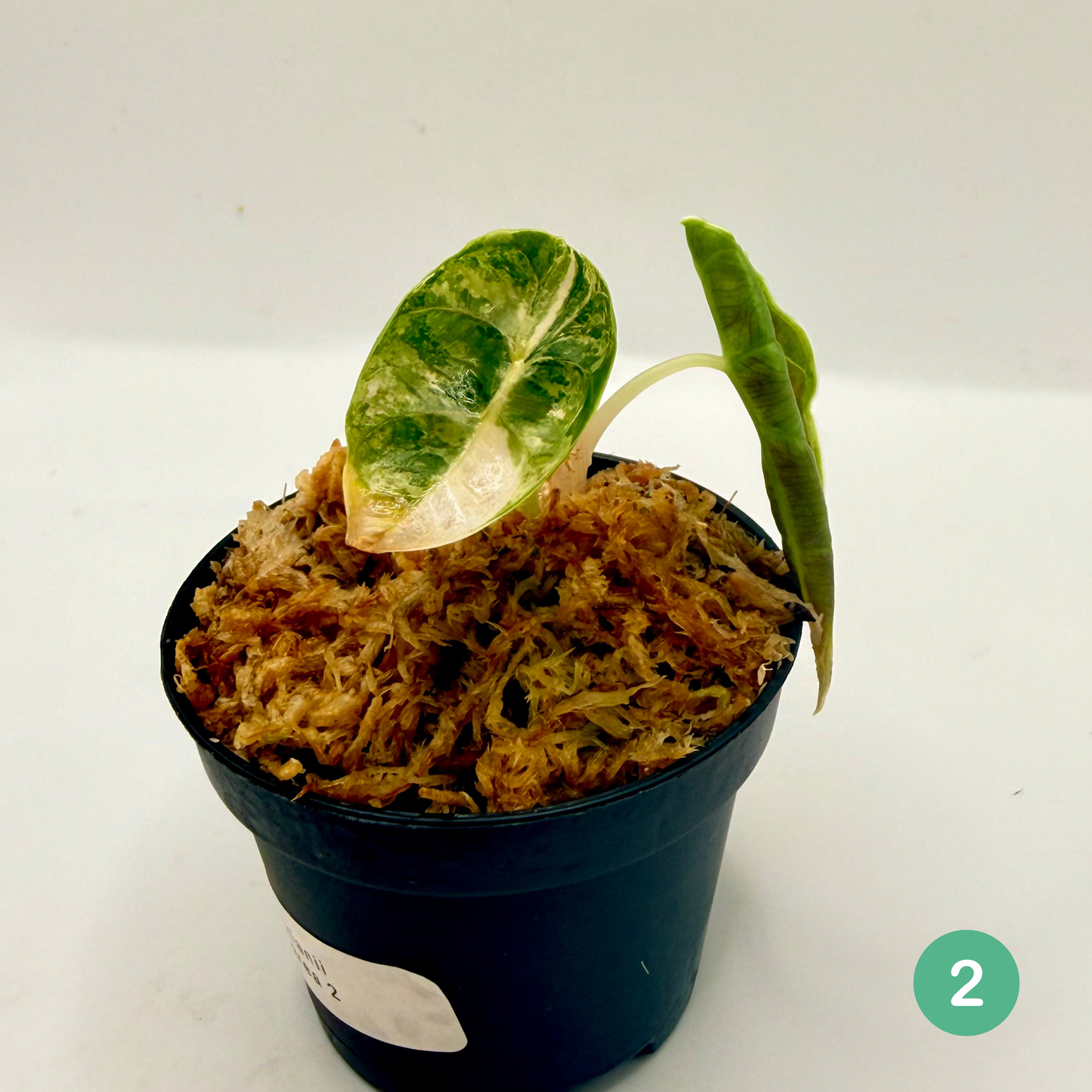 Alocasia Azlanii Aurea Variegata