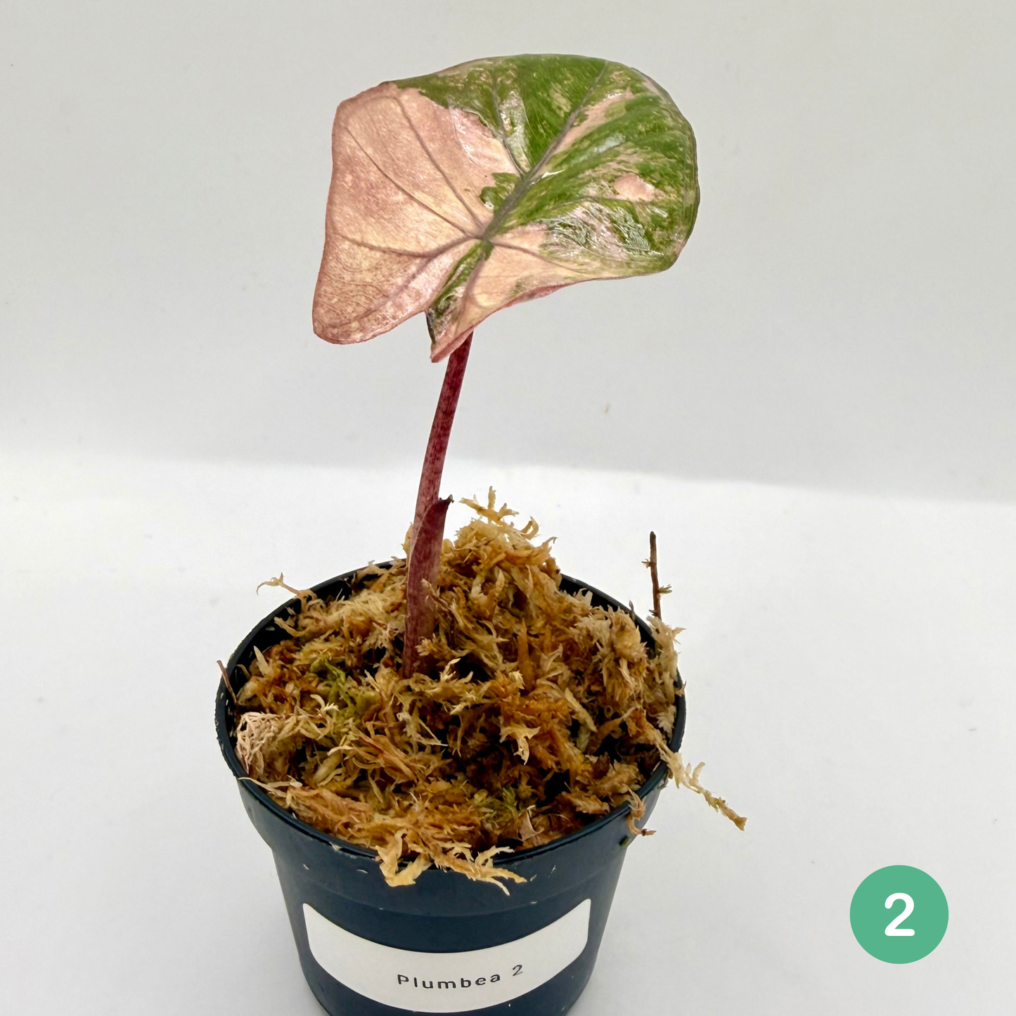 Alocasia Plumbea Nigra Albo/Pink Variegata
