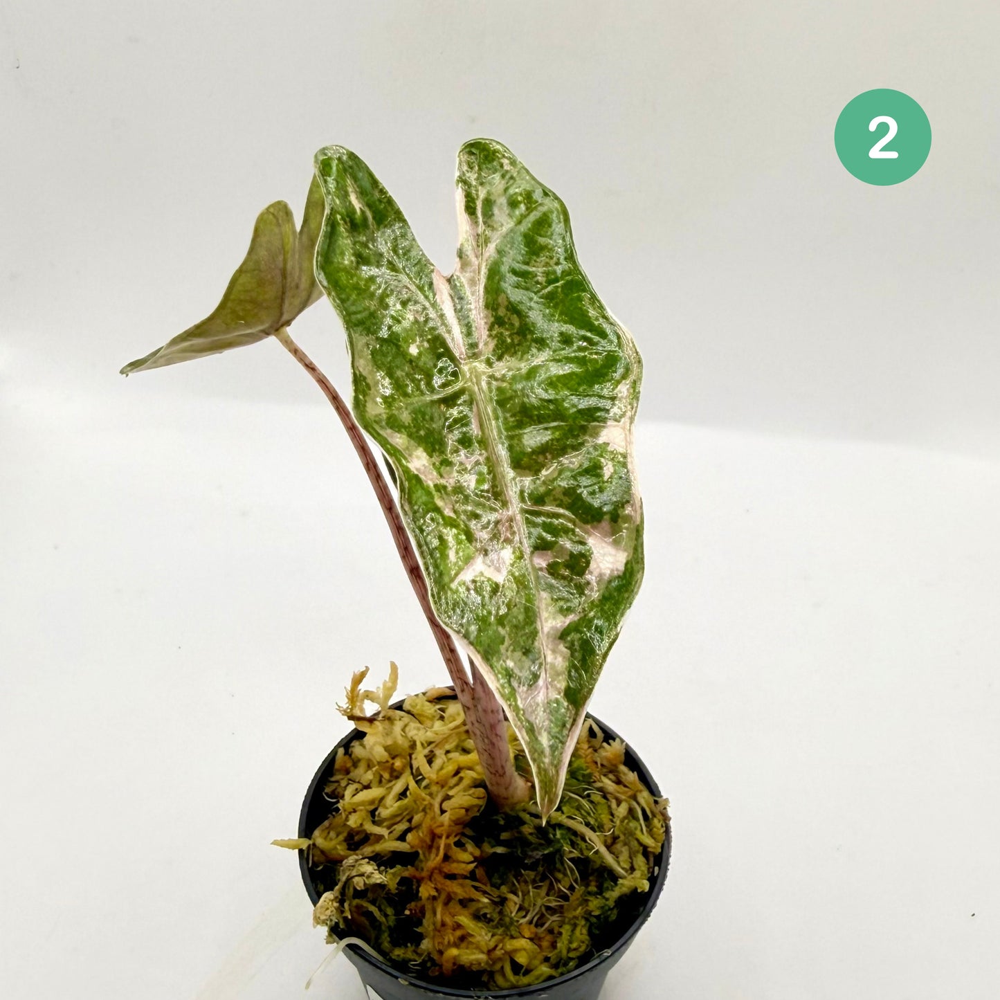 Alocasia Pseudo Sanderiana Albo/Pink Variegata