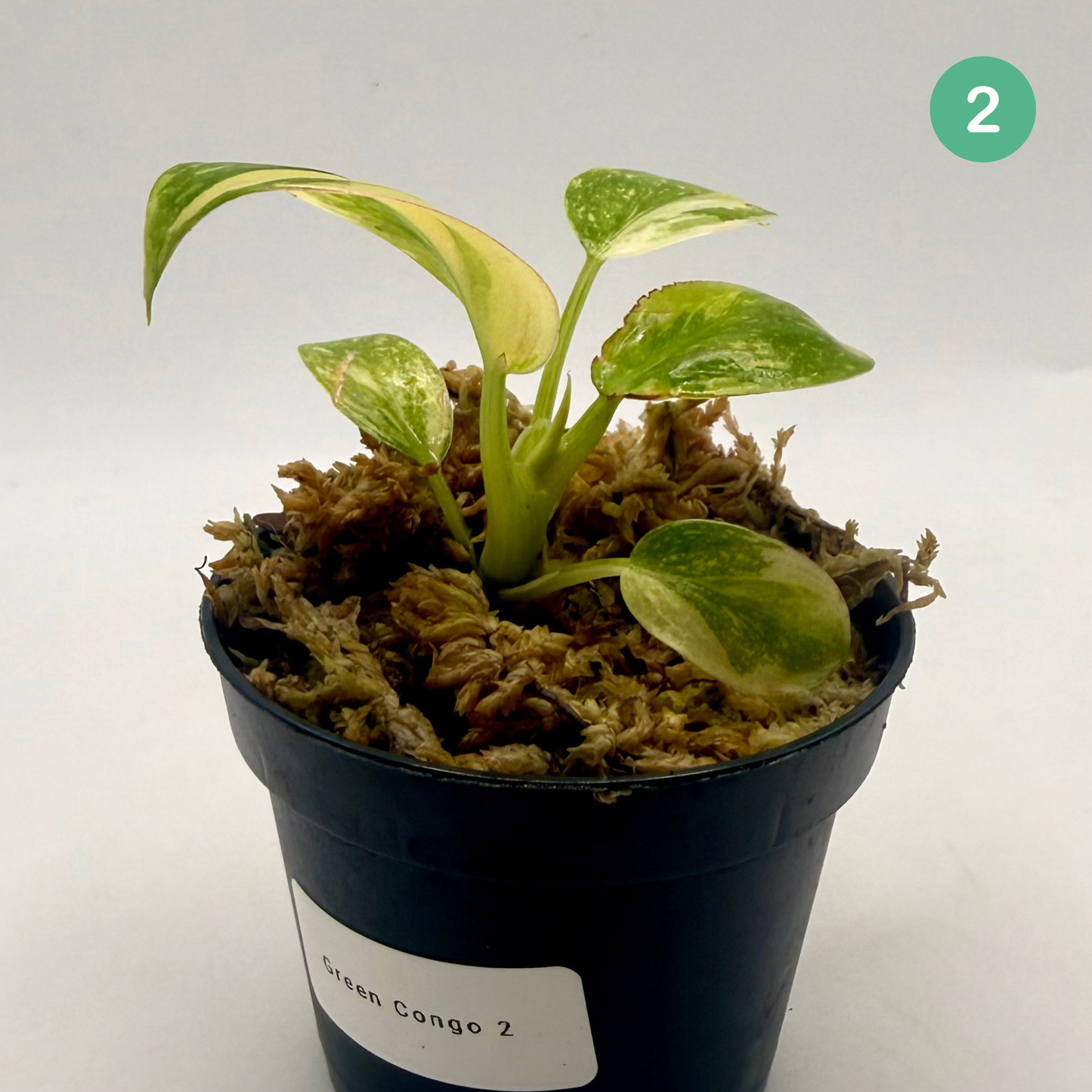 Philodendron Green Congo Variegated