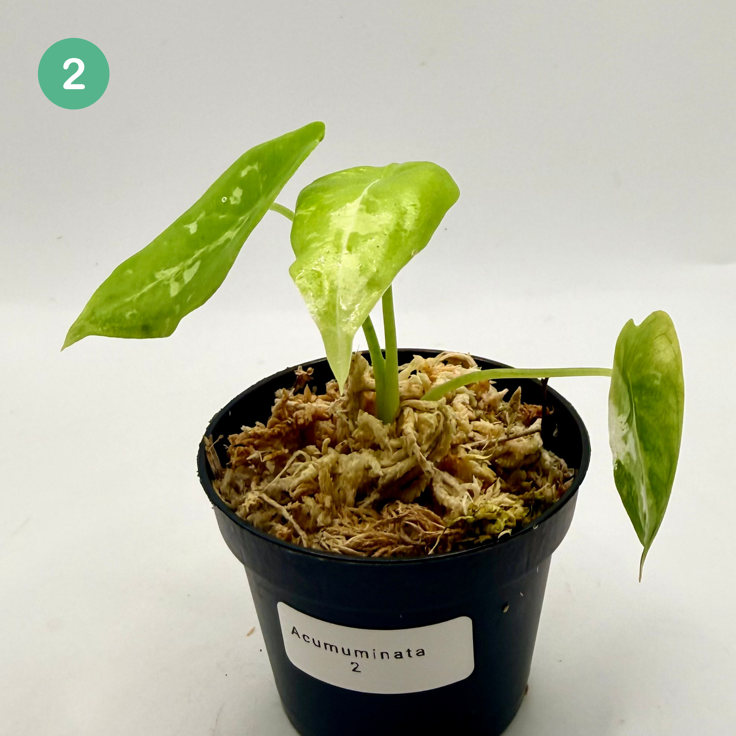 Alocasia Acuminata Albo Variegata