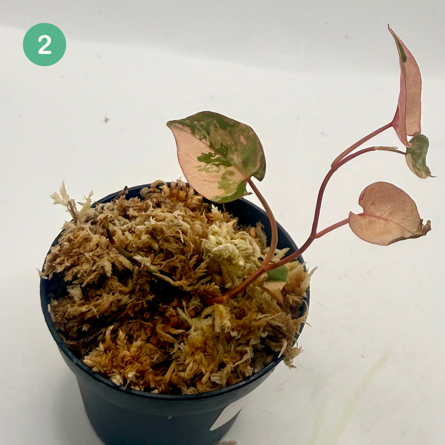 Fallopia Multiflora Variegata