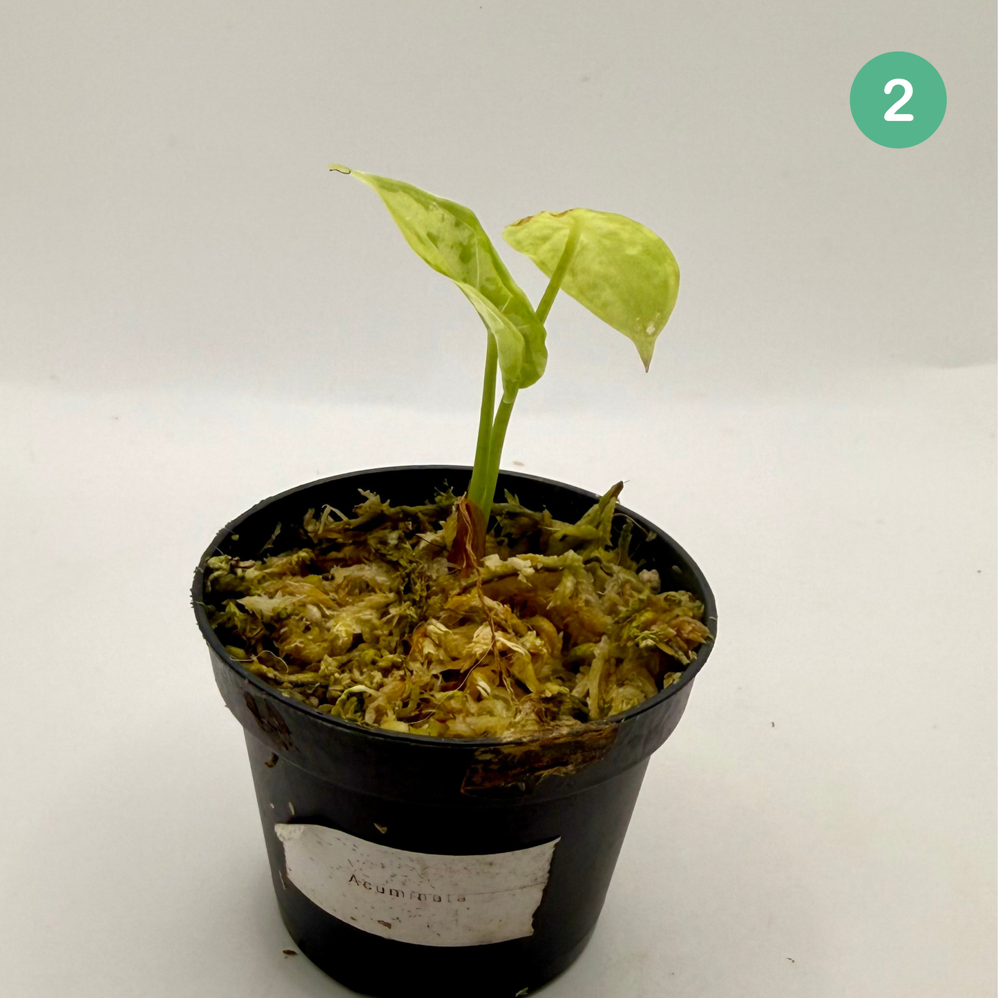 Alocasia Acuminata Albo Variegata