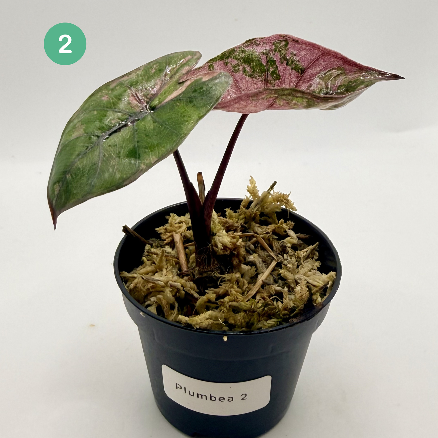 Alocasia Plumbea Nigra Albo/Pink Variegata