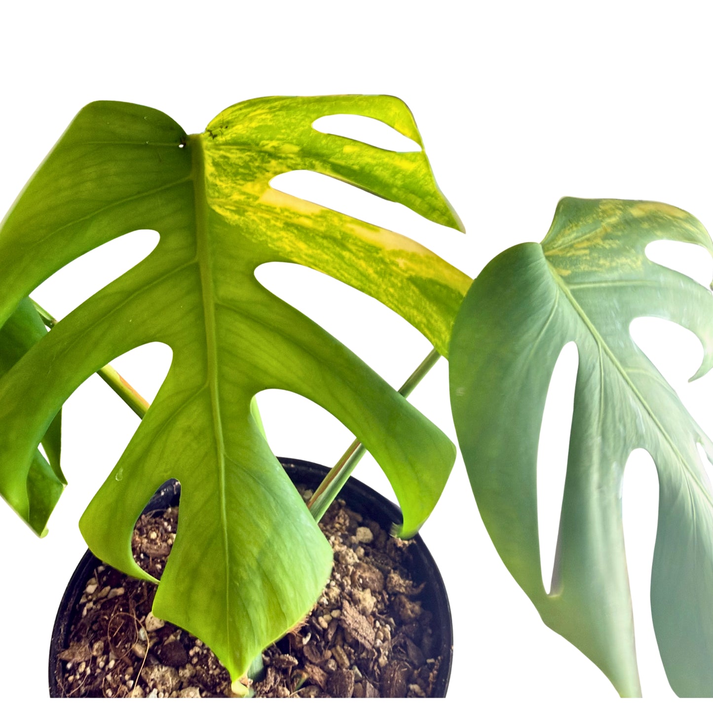 Monstera  Aurea Variegata