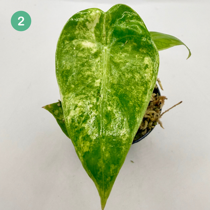 Alocasia Pink Dragon Aurea Variegata