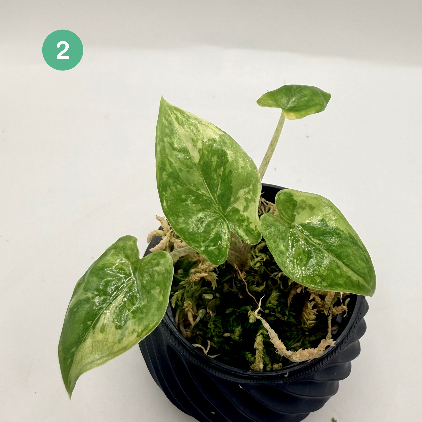 Alocasia Corazón Albo Variegata