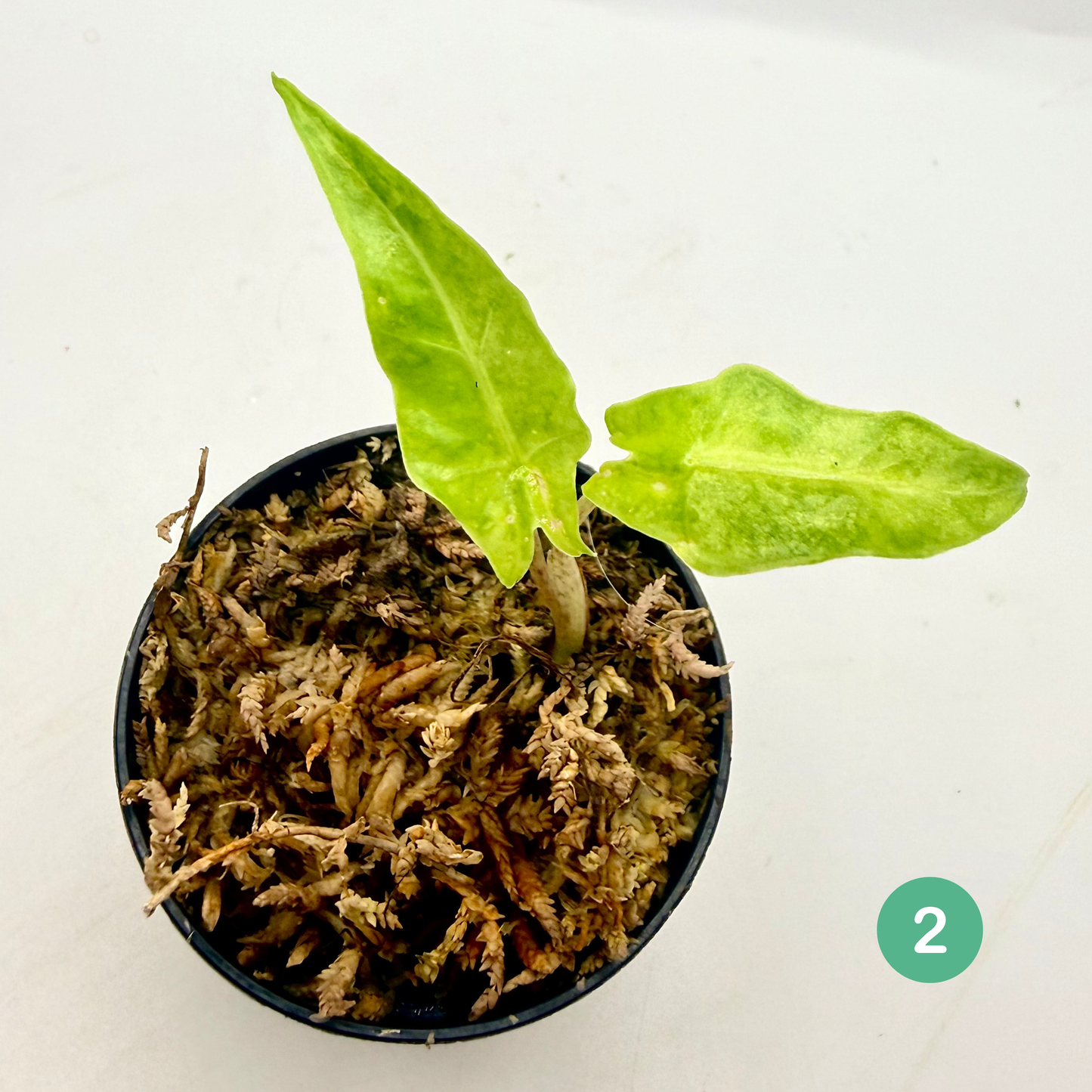 Alocasia Portei Aurea Variegata