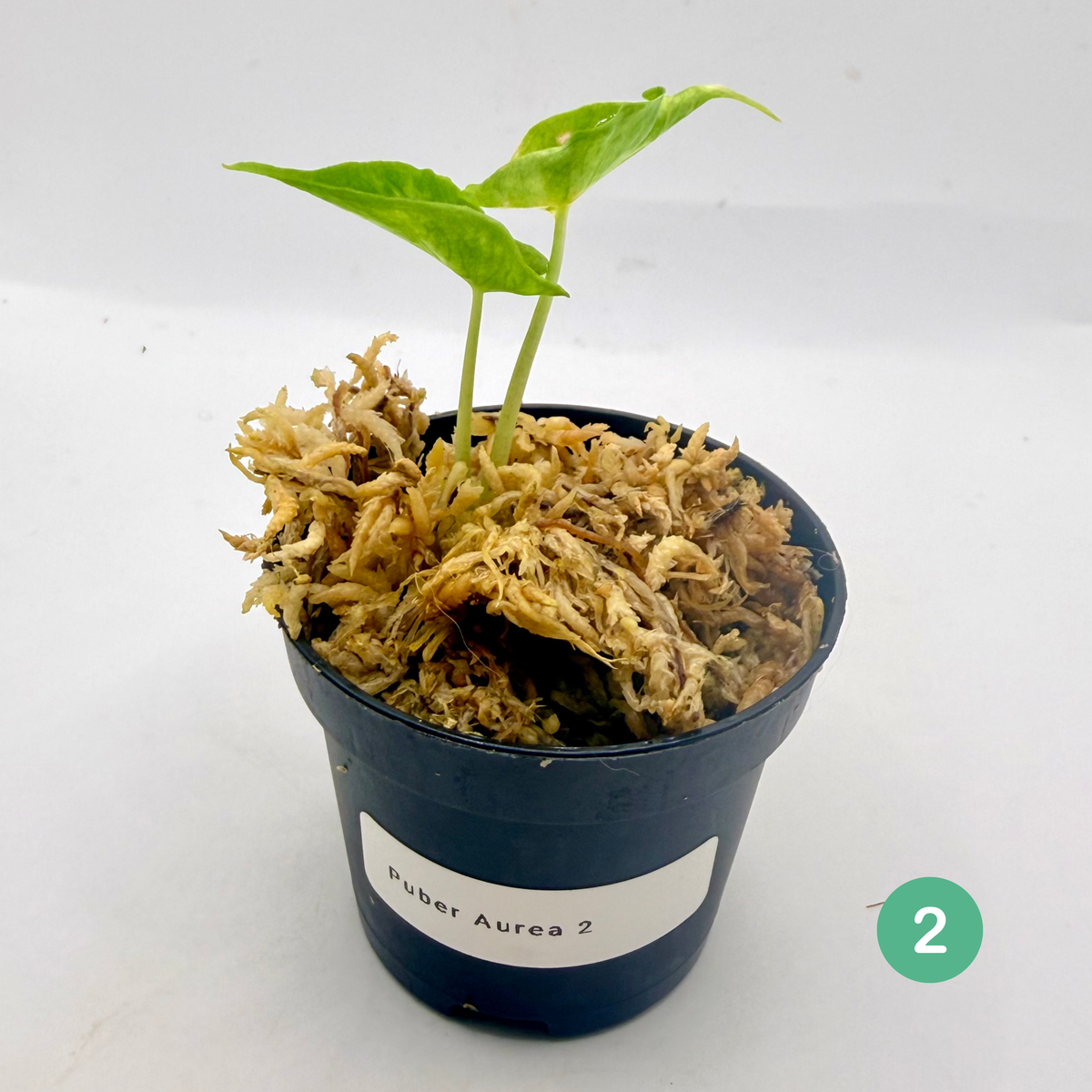Alocasia Puber Aurea Variegata