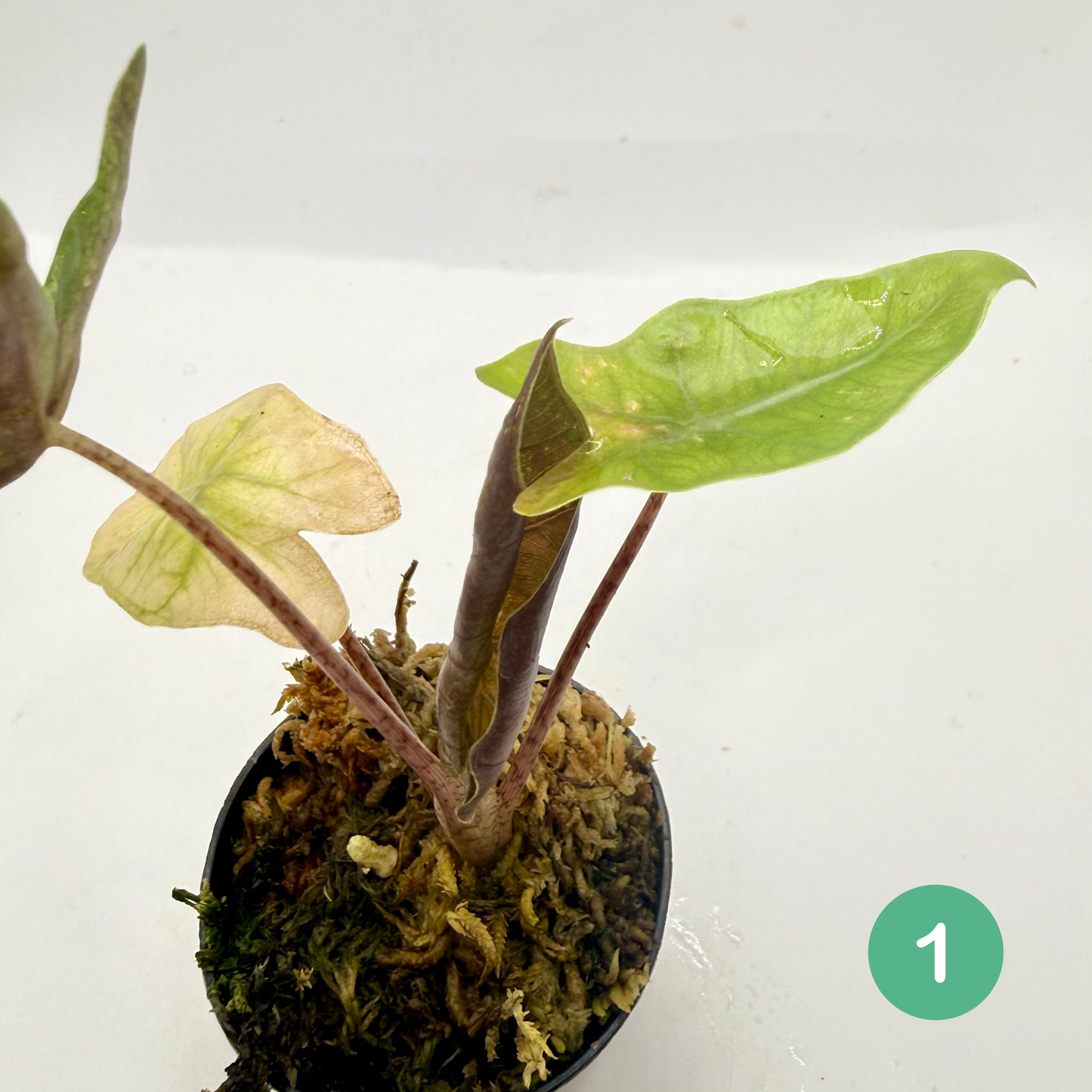 Alocasia Pseudo Sanderiana Albo/Pink Variegata