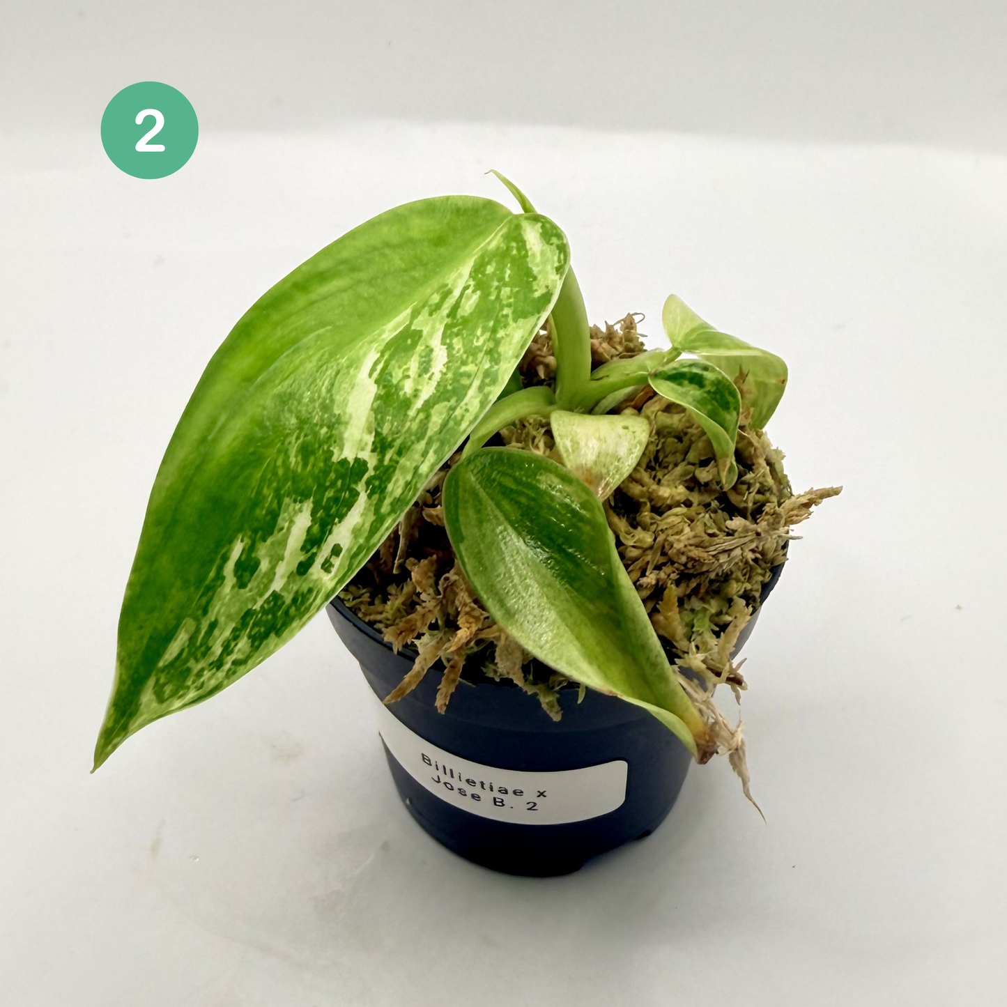 Philodendron Billietiae x José Buono Variegated