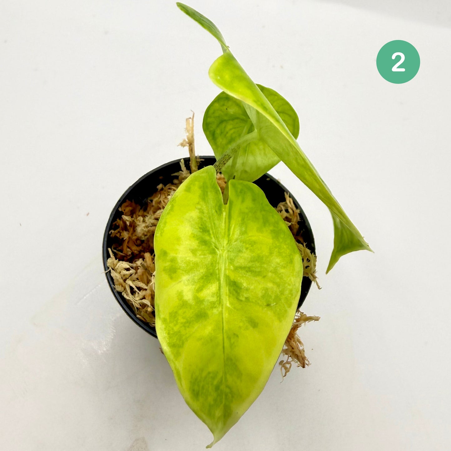 Alocasia Longiloba Aurea Variegata