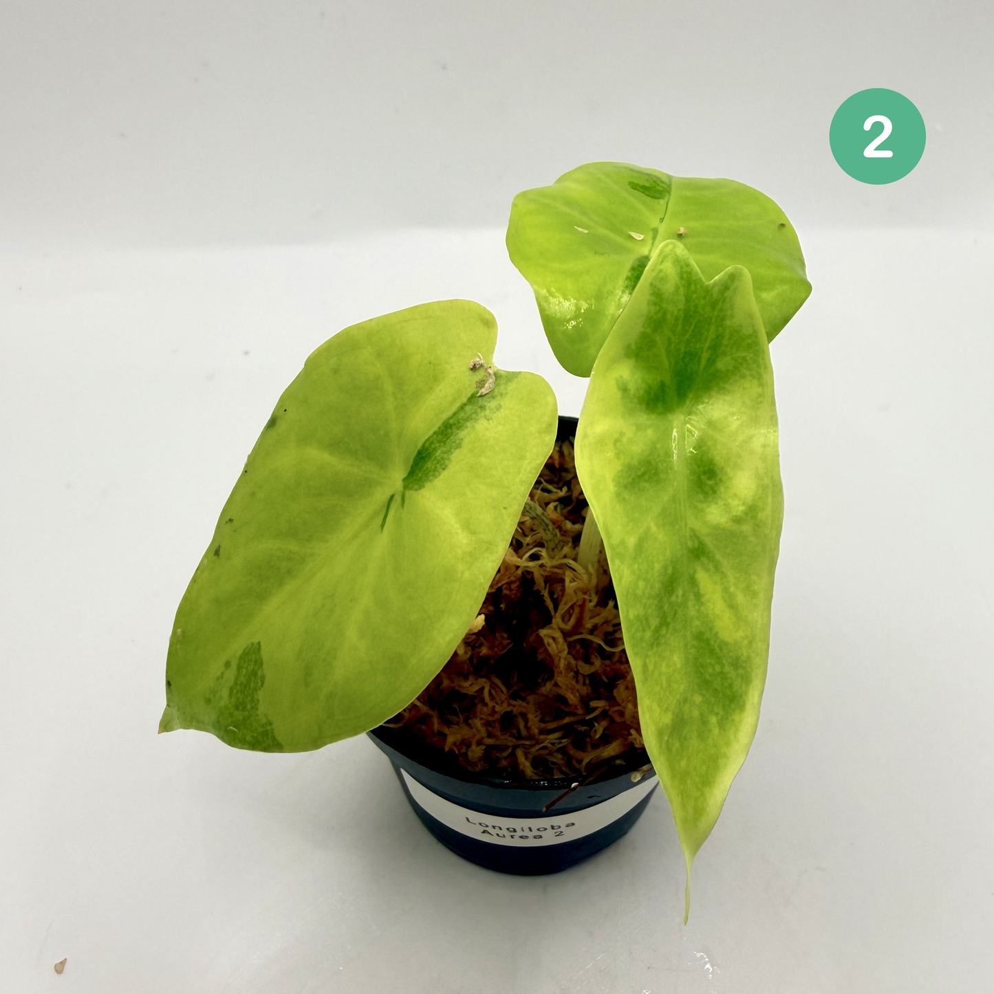 Alocasia Longiloba Aurea Variegata