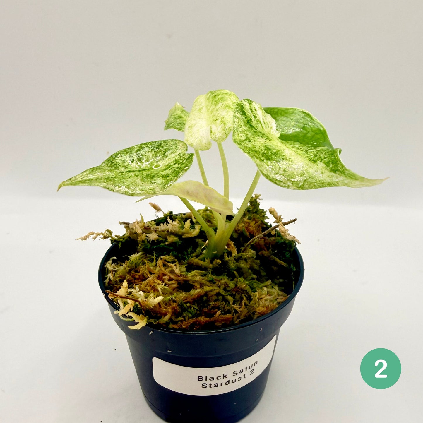 Alocasia Black Satun Stardust Variegata