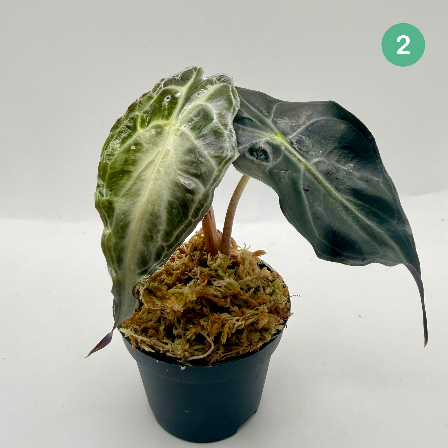 Alocasia Venom