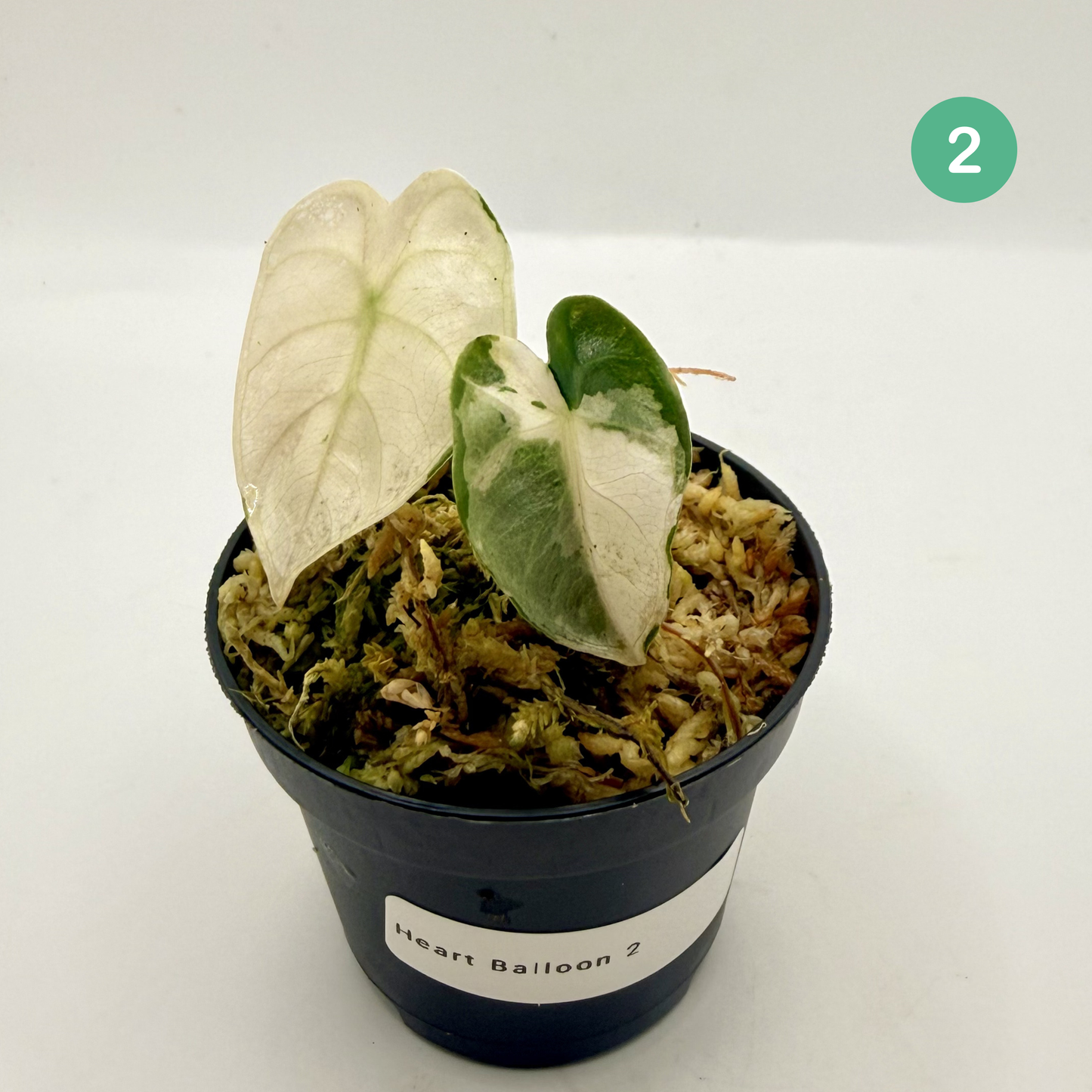 Alocasia Heart Balloon Pink/Albo Variegata