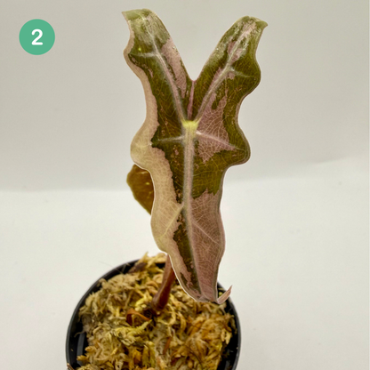 Alocasia Sanderiana Nobilis Pink Variegata