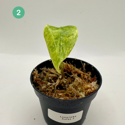 Alocasia Longiloba Aurea Variegata