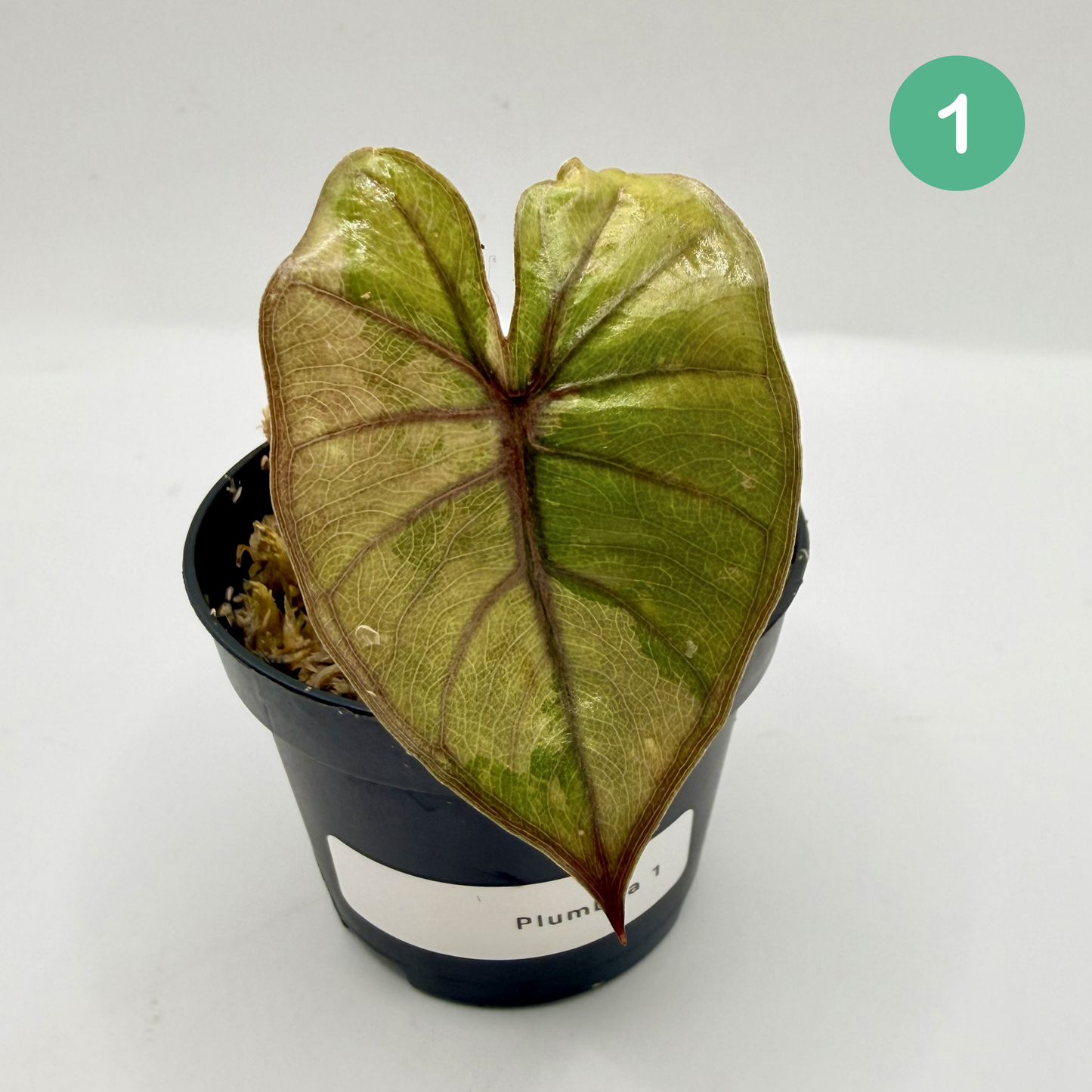 Alocasia Plumbea Nigra Albo/Pink Variegata