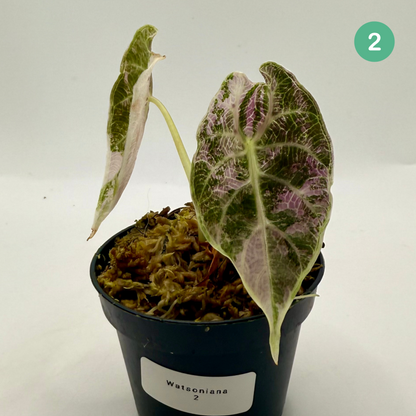 Alocasia Watsoniana - Albo/Pink Variegata