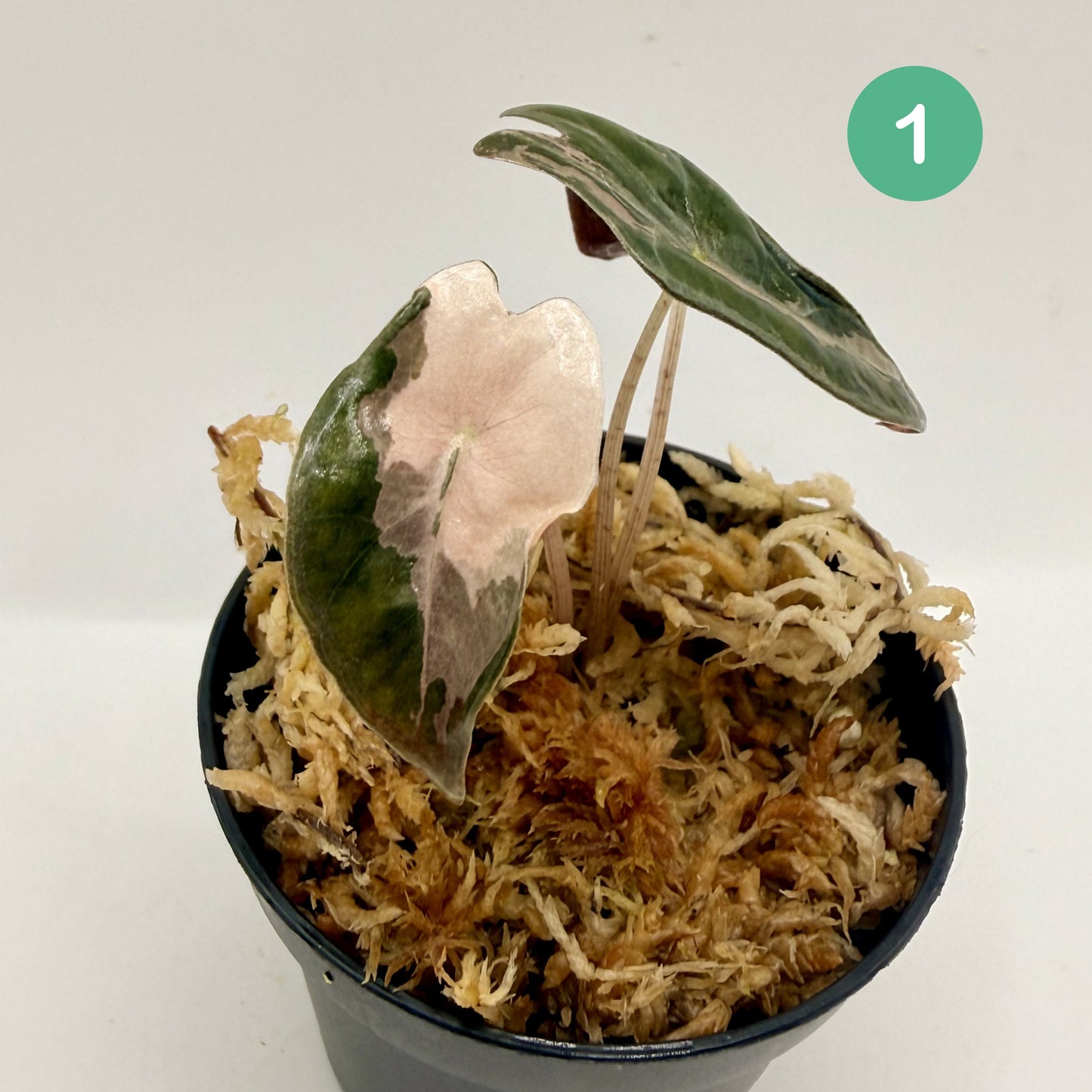 Alocasia Sanderiana Nobilis Pink Variegata