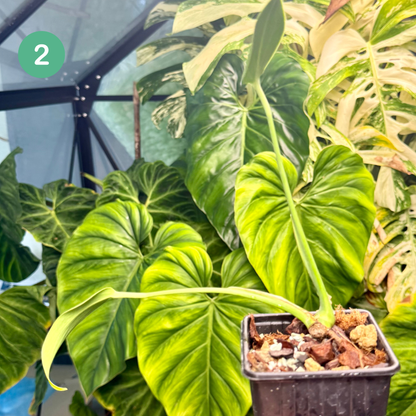 Monstera Burle Marx Flame