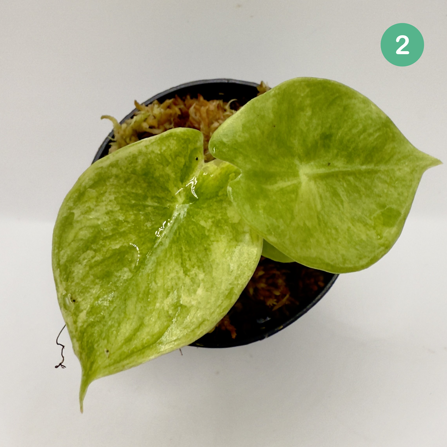 Alocasia Pink Dragon Aurea Variegata