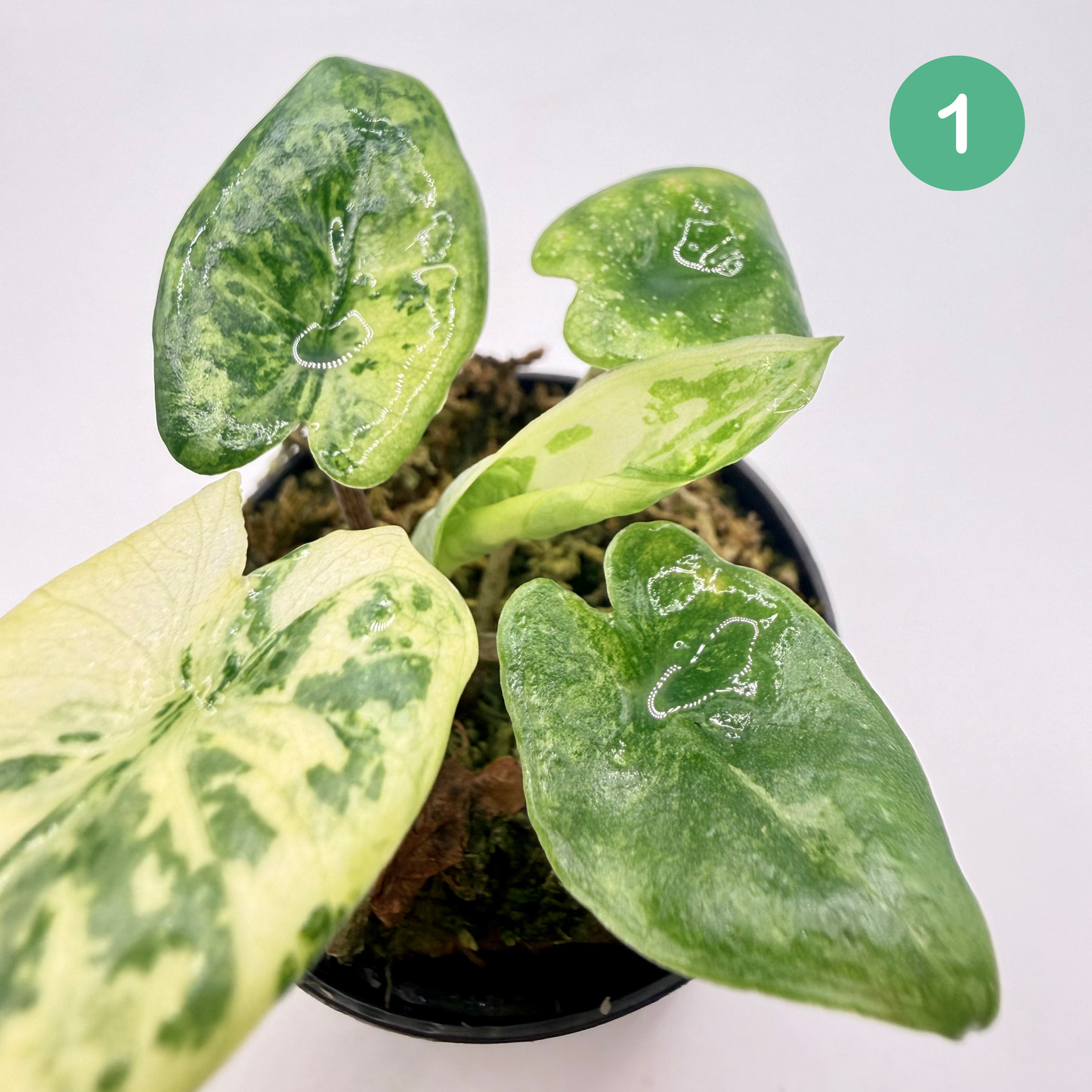 Alocasia Corazón Albo/Tricolor Variegata