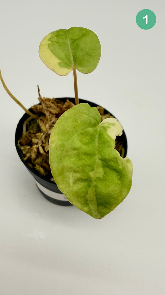 Anthurium Papillilaminum  x  Magnificum Variegata