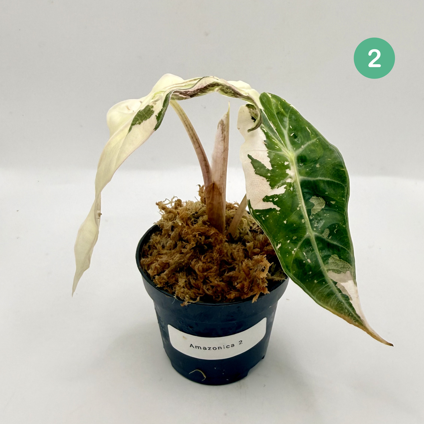 Alocasia Amazonica Pink/Albo Variegata