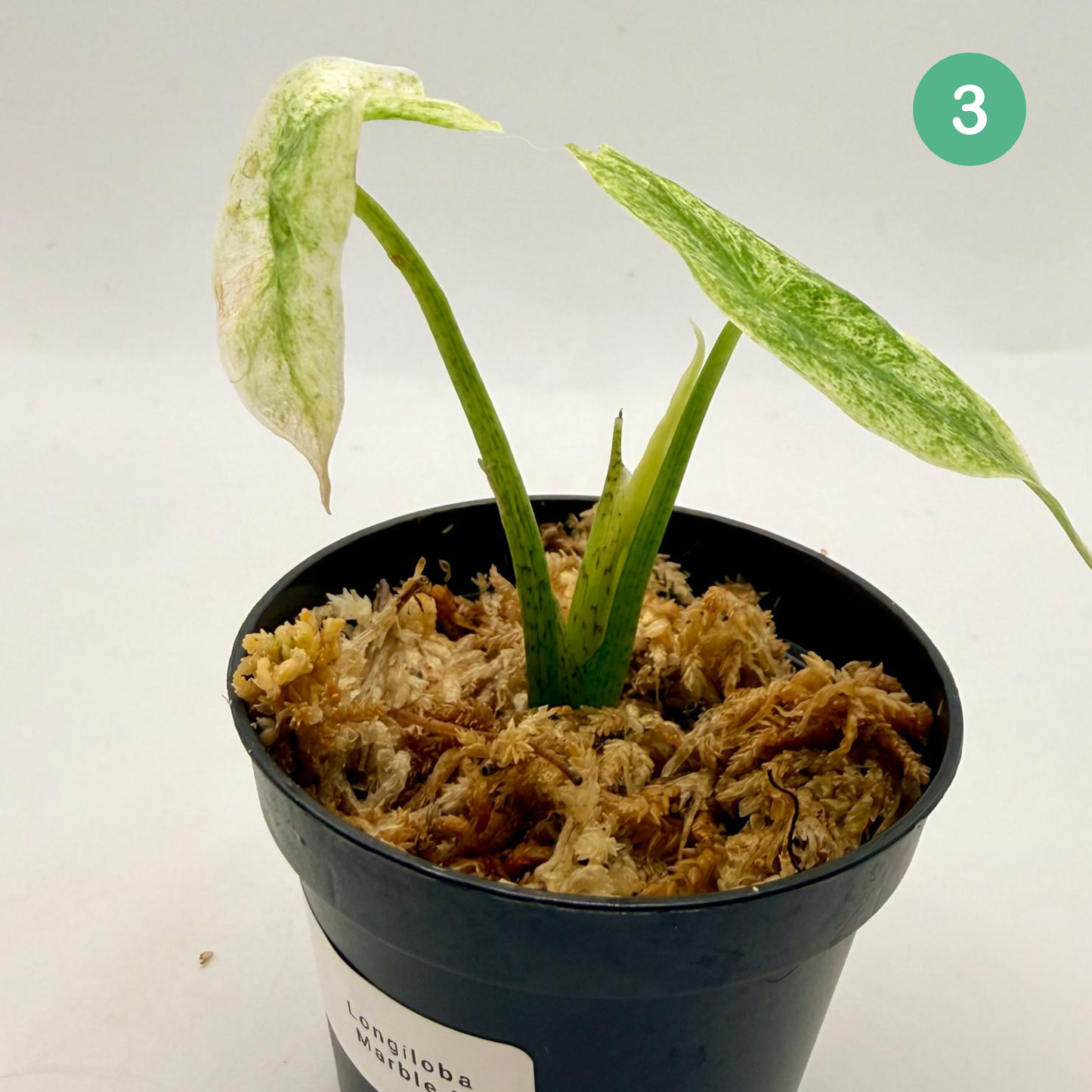 Alocasia Longiloba Marble Variegata