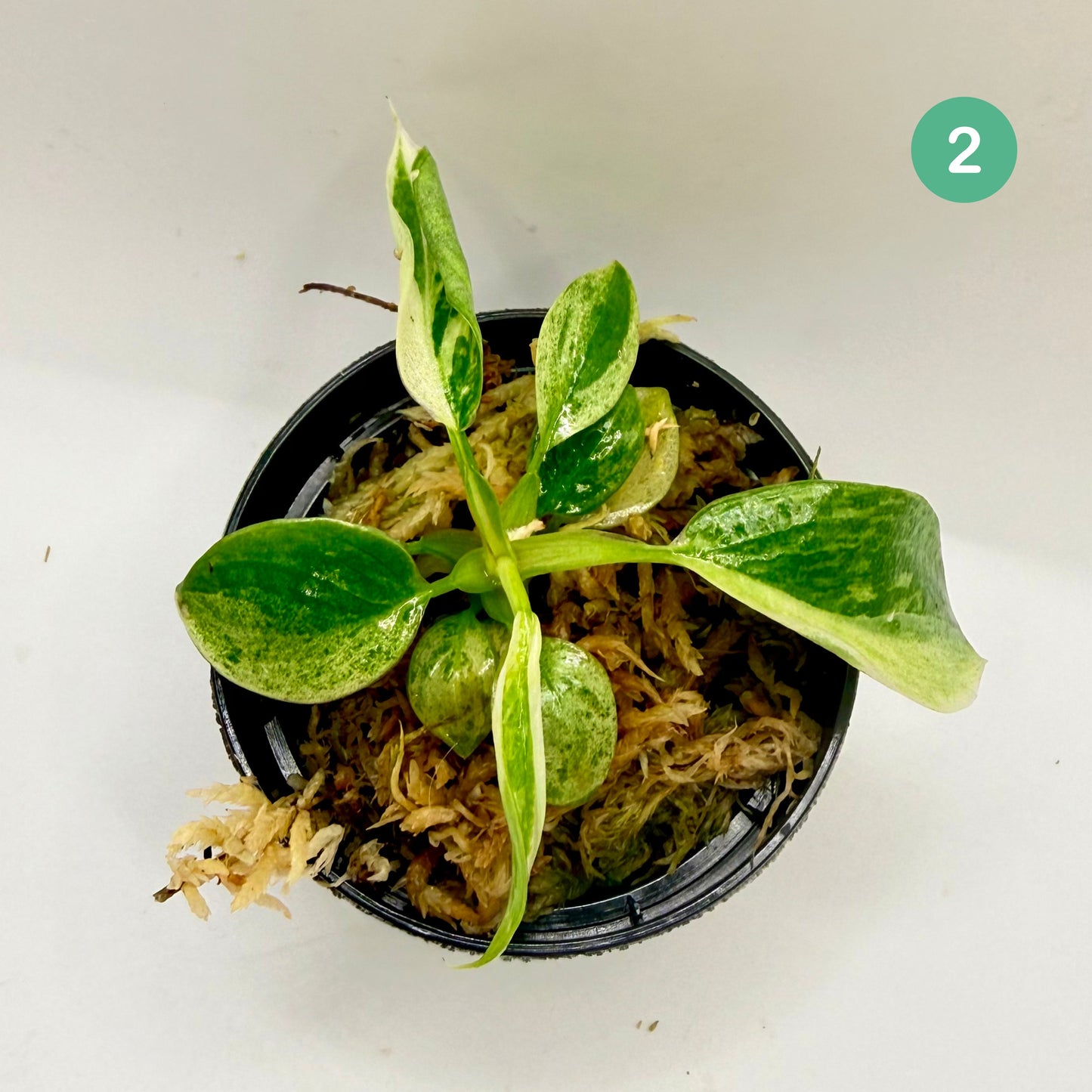 Philodendron Billietiae x José Buono Variegated