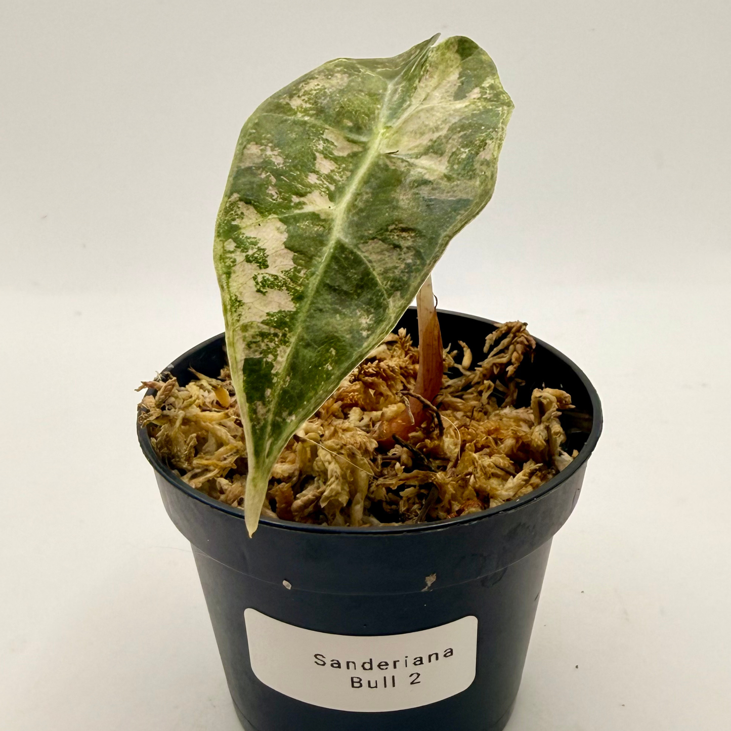 Alocasia Sanderiana Bull Pink/Albo Variegata