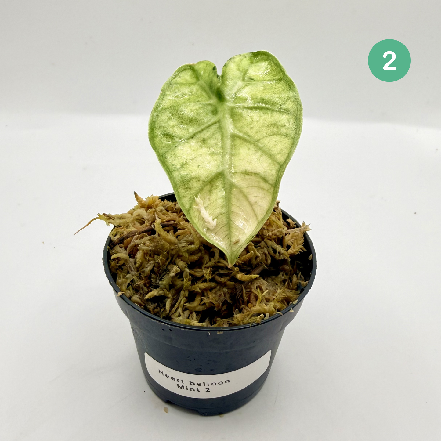 Alocasia Heart Balloon Mint/Pink Variegata