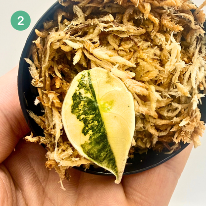 Alocasia Azlanii Aurea Variegata