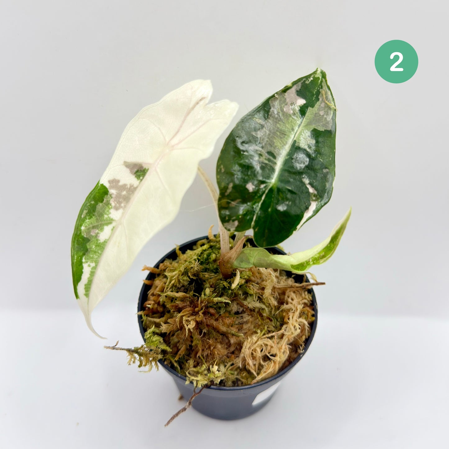 Alocasia Amazonica Pink/Albo Variegata