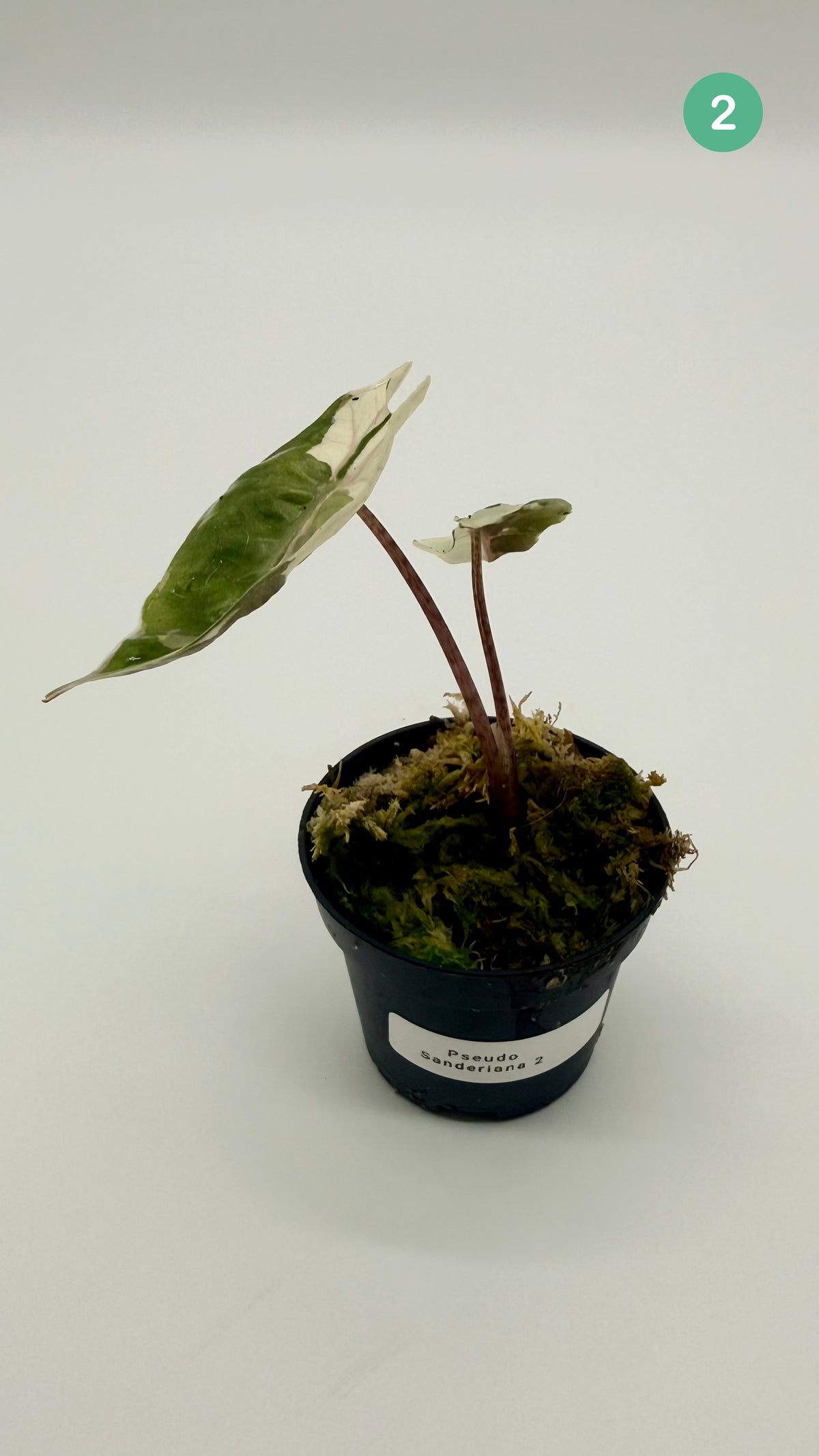 Alocasia Pseudo Sanderiana Albo/Pink Variegata