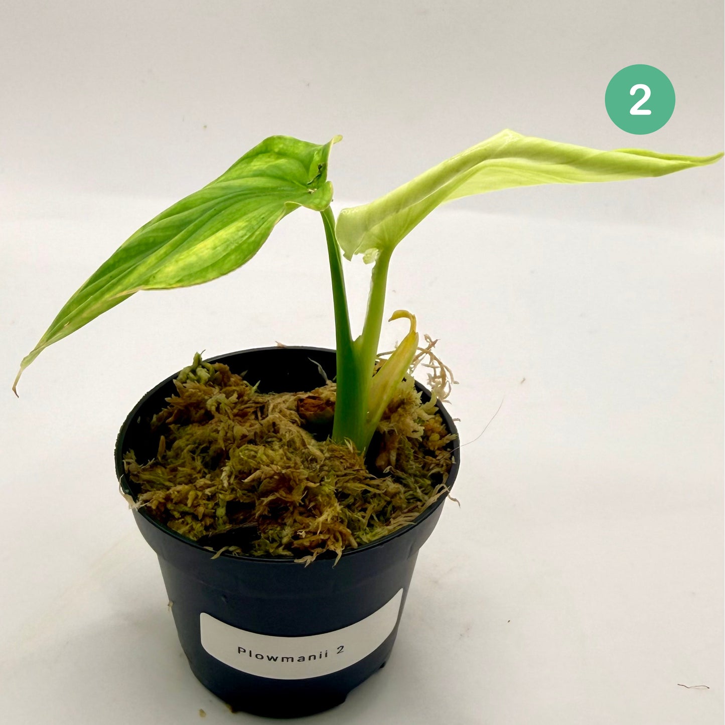 Philodendron Plowmanii Variegated