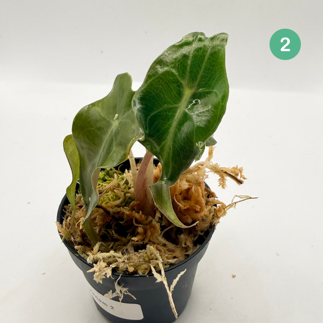 Alocasia Venom