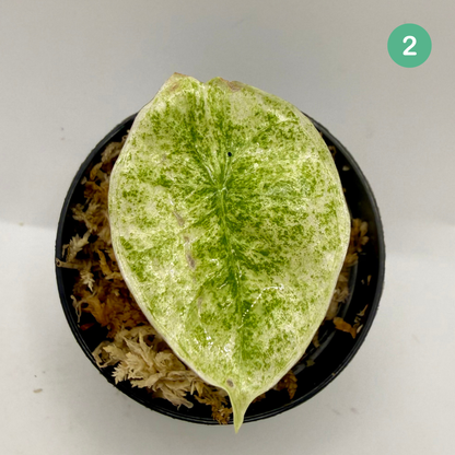 Alocasia Longiloba Marble Variegata