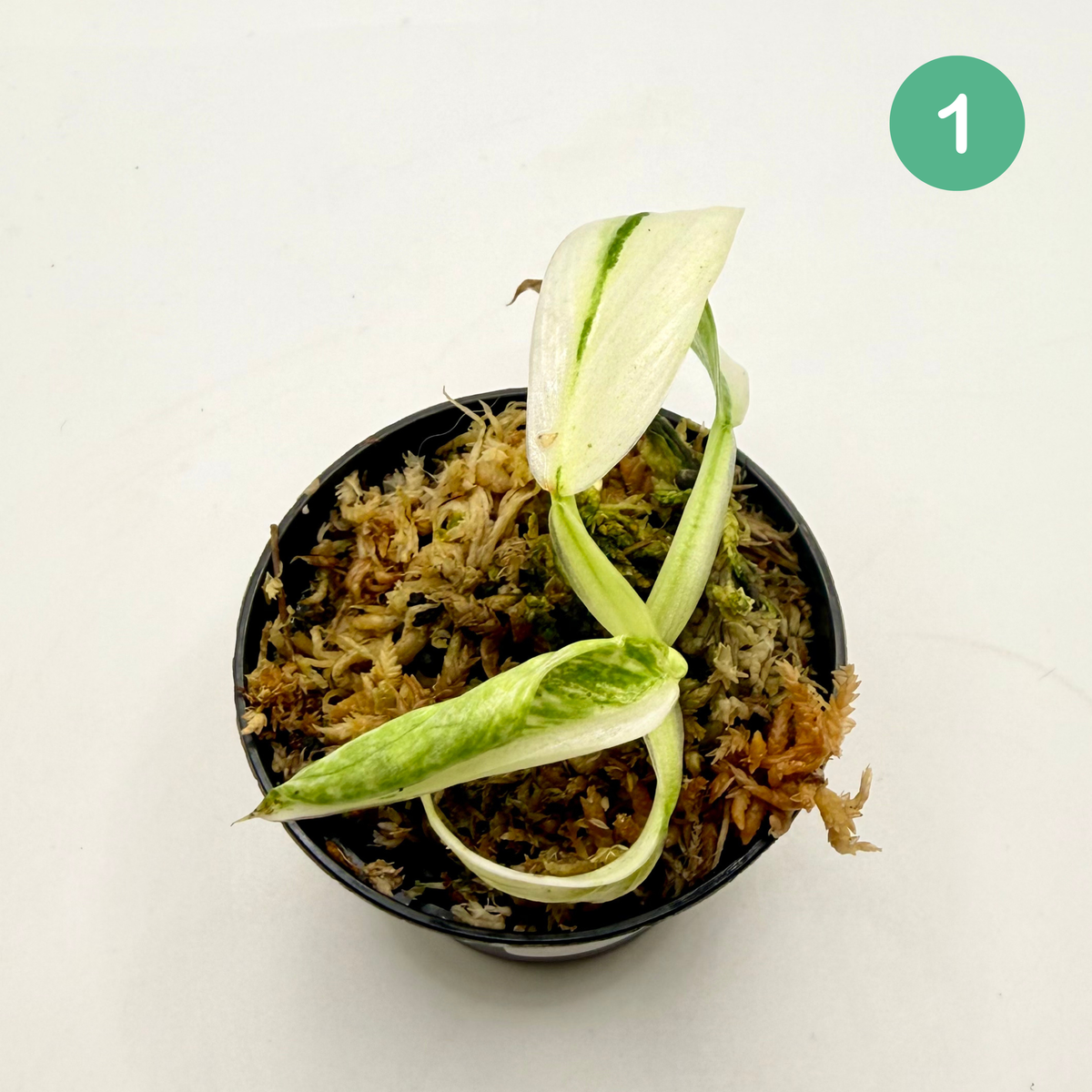 Philodendron Billietiae x José Buono Variegated
