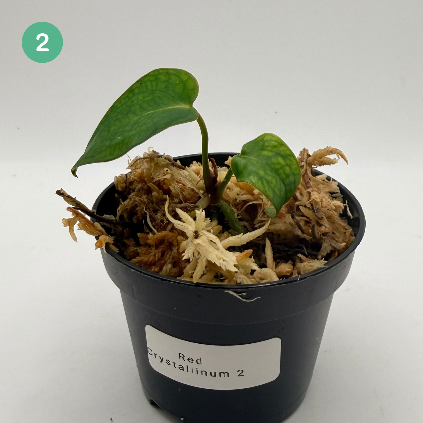 Anthurium Red Crystallinum