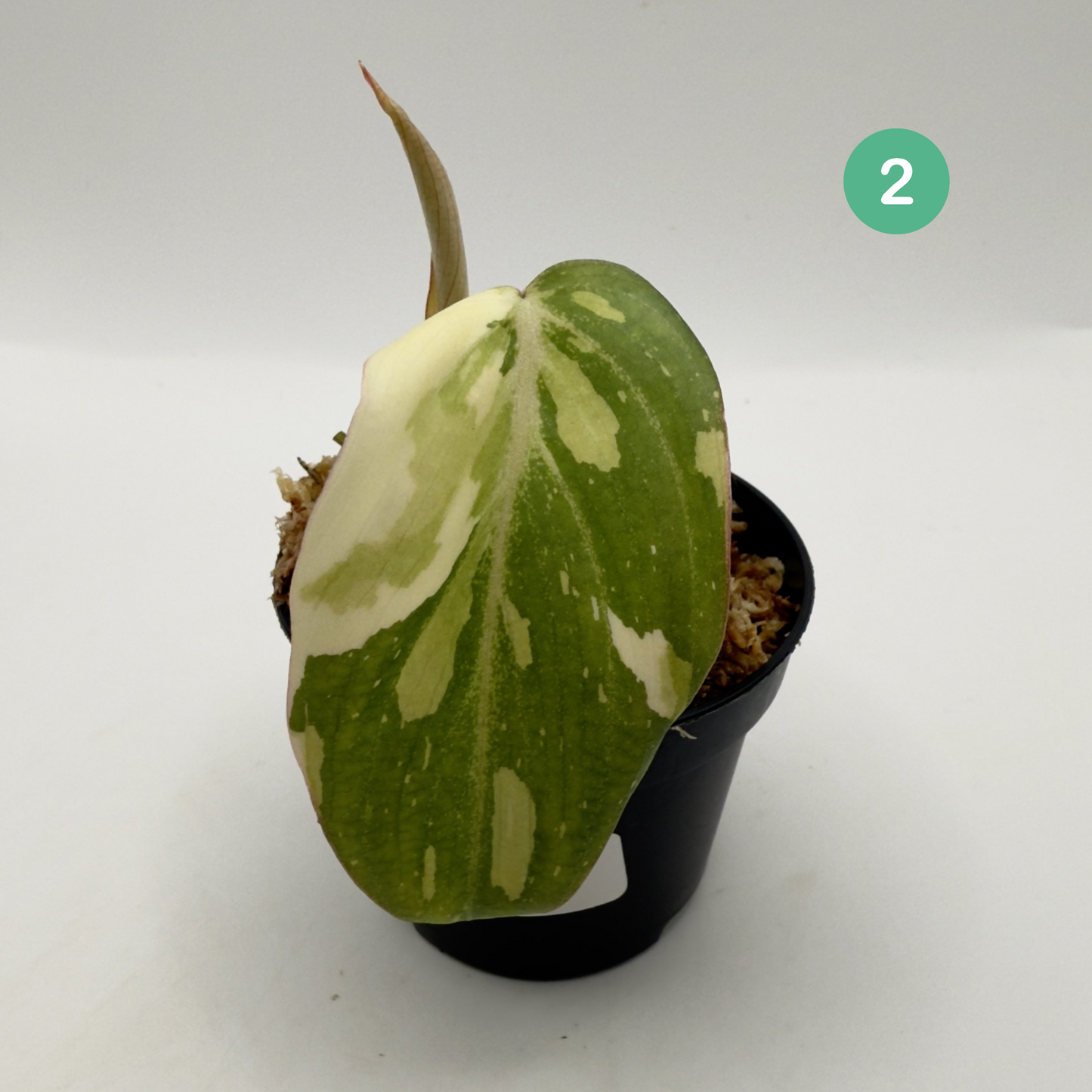 Philodendron Gloriosum Tricolor/Galaxy Variegated