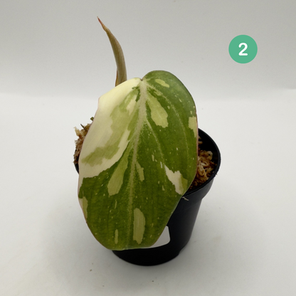 Philodendron Gloriosum Tricolor/Galaxy Variegated
