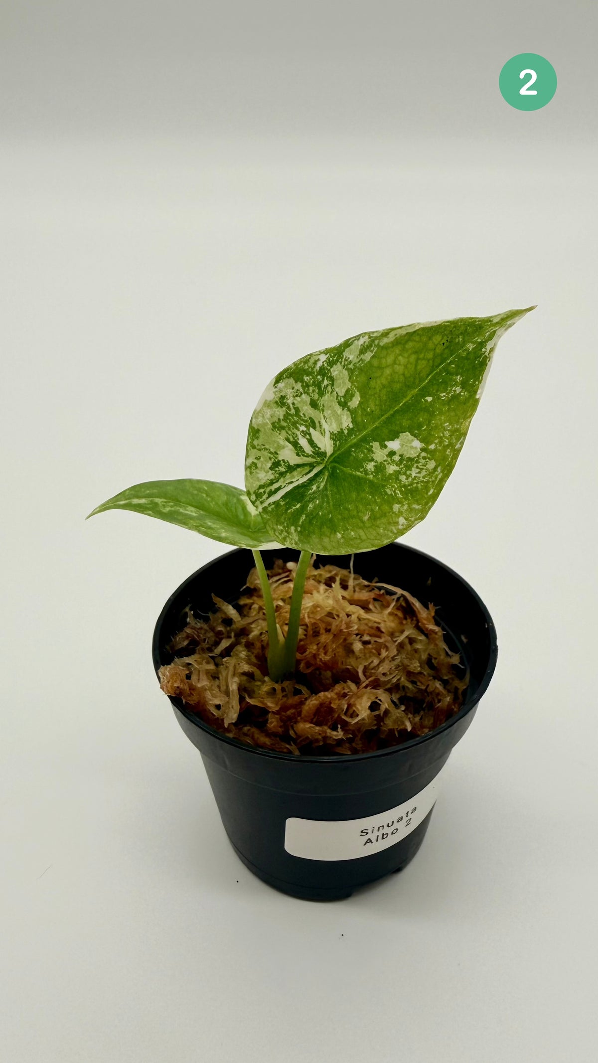 Alocasia Sinuata Albo Variegata
