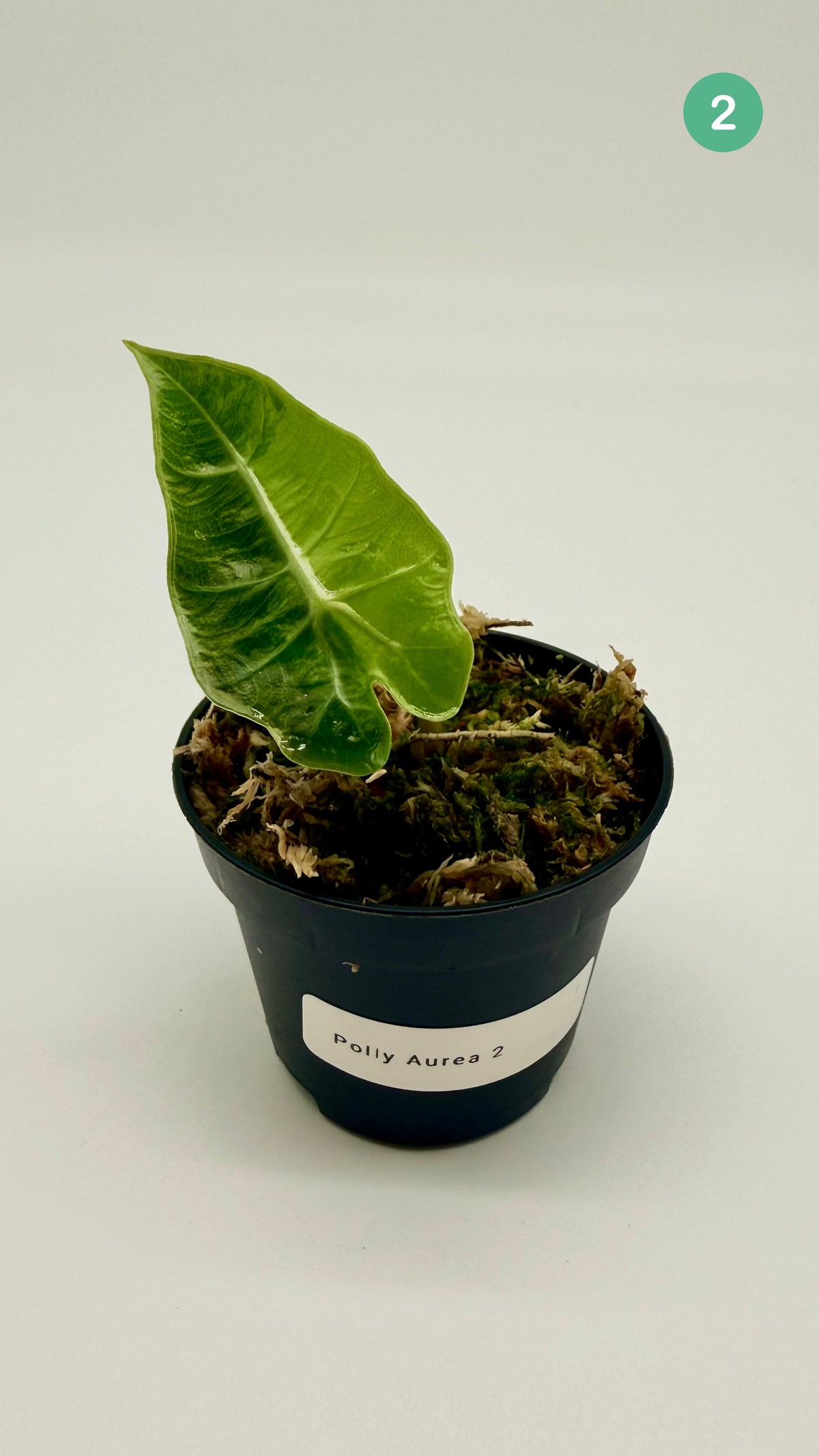 Alocasia Polly Aurea Variegata