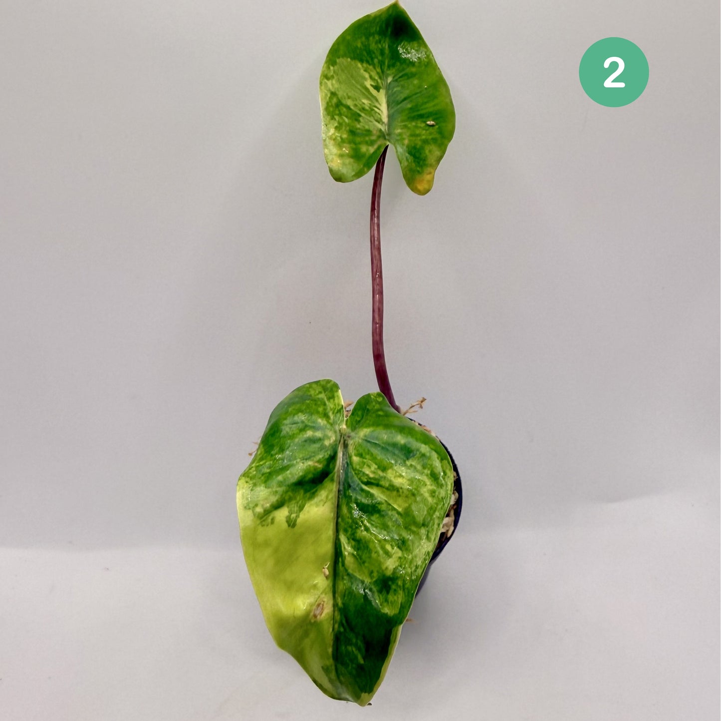 Alocasia Black Stem Aurea Variegata